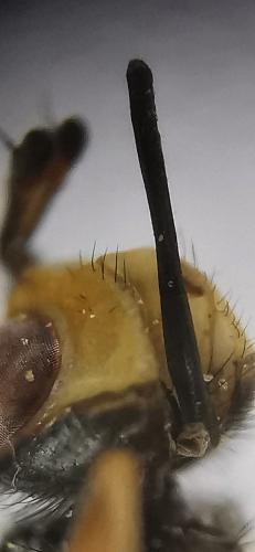 Thecophora fulvipes